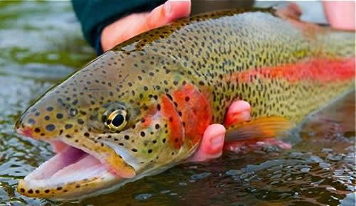 Caught a rainbow trout on a cut shrimp size 1 circle hook. : r/Fishing